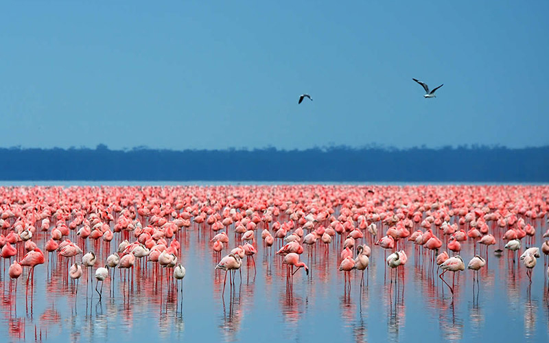 دریاچه ناکورو کنیا