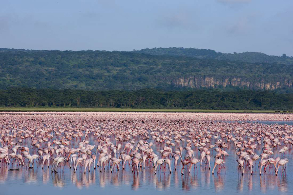 عجایب دریاچه ناکورو در کنیا 